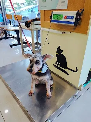 大安動物醫院