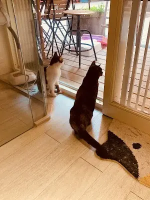 綠洲貓旅館 Oasis Cat’s Resort