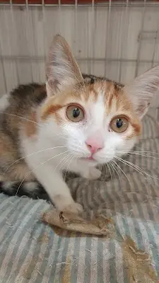 貓想飛認養小棧