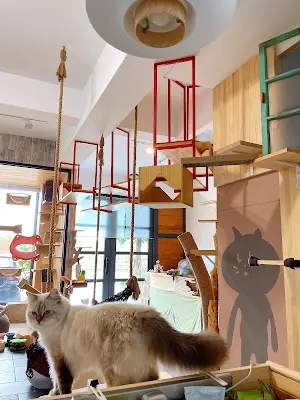 柒月 寵物友善空間