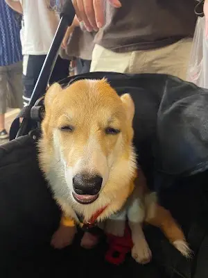 天興動物醫院