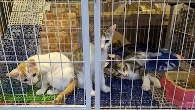 新屋貓舍義工團送養中心
