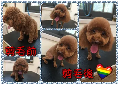 預約制小柔寵物美容工作室