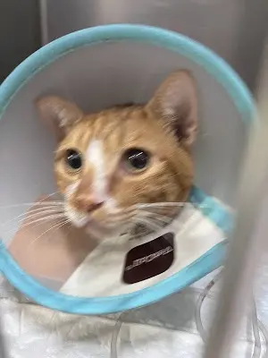 佳里動物醫院