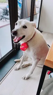 暖心動物醫院-（預約優先制）貓友善醫院認證金牌|犬貓中西整合治療|針灸|中藥|四級雷射