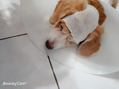 鑫鑫動物醫院