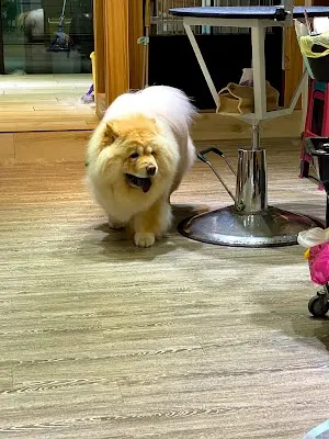 摸摸熊寵物spa salon