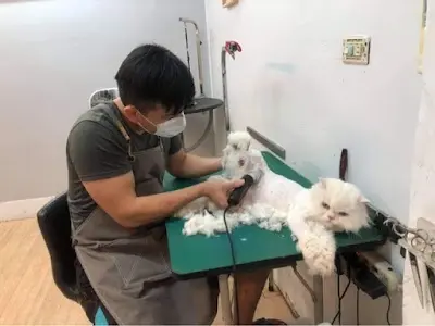 陽光寵物個人工作室(預約制)