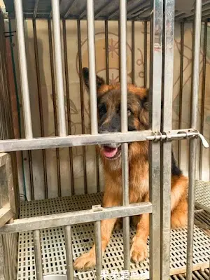 犬山居/台灣同伴動物扶助協會