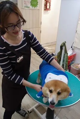 謎果王子寵物美容工坊