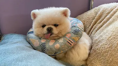 萌將寵物美容精品館（預約制）