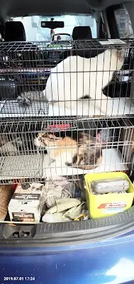 社團法人台灣之心愛護動物協會(Heart of Taiwan Animal Care, HOTAC)