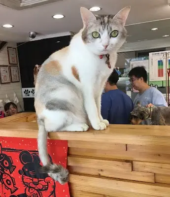 聖安動物醫院