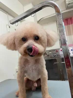 洗澎澎寵物美學/左營寵物店 左營寵物美容 左營寵物沙龍 左營洗狗 左營貓美容 左營洗貓 仁武寵物店 仁武寵物美容