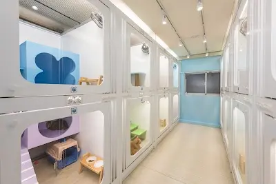 貓的王美-台中貓寵物美容丨貓咪宿舍丨寵物住宿丨布偶貓舍