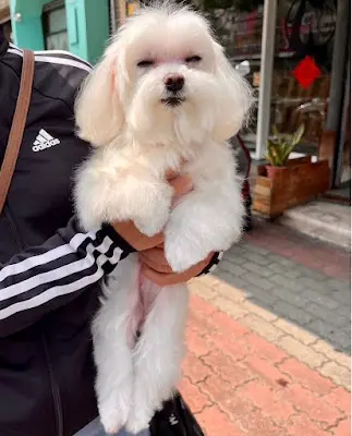以旺愛犬專業剪藝