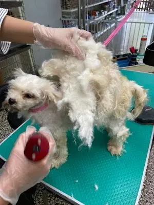 奶油泡泡愛犬美容