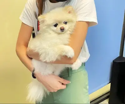 歐陽動物醫院