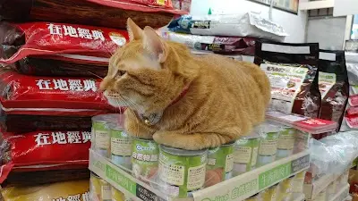 狗老板-八德店(寵物用品、美容住宿)
