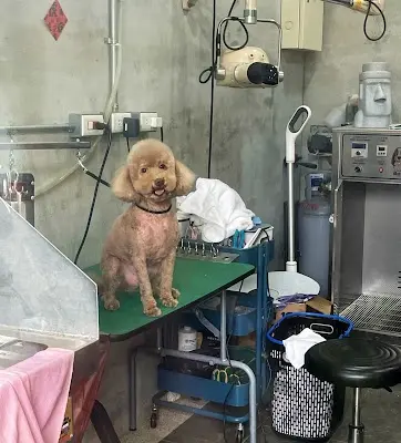 三毛浴堂寵物美容工作室