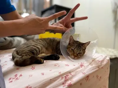 加諾動物醫院