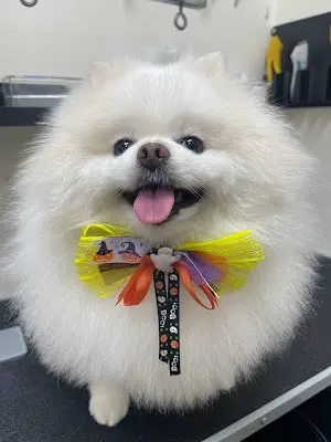 阿姨家寵物美容