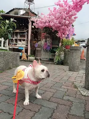 國際犬貓醫院