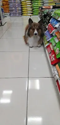 寶貝狗愛犬美容屋