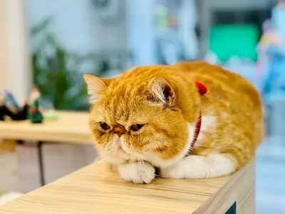 二人三毛動物醫院