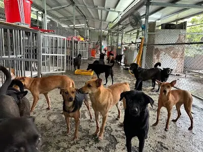 張媽媽流浪動物之家