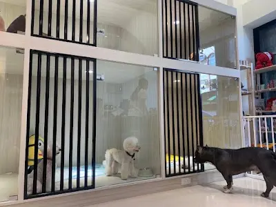 想見妮寵物旅館《台南貓咪住宿》永康區寵物皮膚調理｜寵物安親｜推薦寵物美容｜寵物住宿｜沐浴SPA｜專業寵物洗澡
