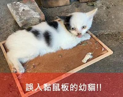 社團法人台灣聯合動物公園協會