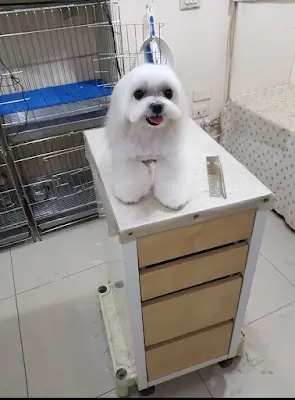 愛迪寵物美容