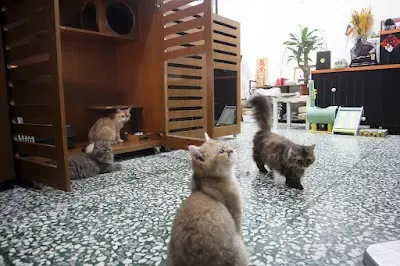 聖力貓舍/貓咪民宿