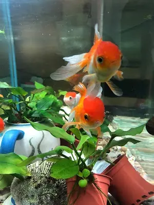 金波羅水族精品
