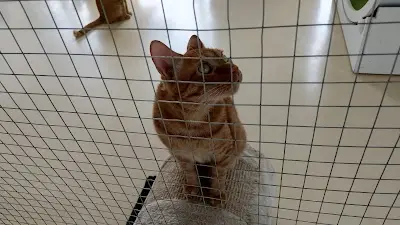 ACT | The Cats' Cradle