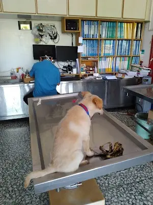 羅東動物醫院（每日下午2:00至5:30為預約手術時間，無門診）