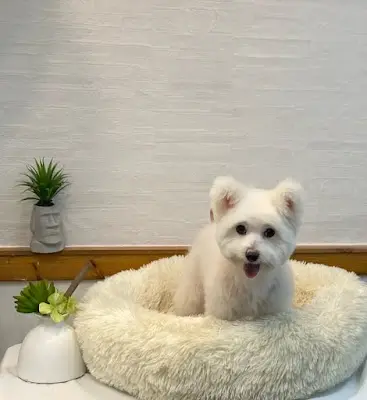 小毛怪寵物生活坊