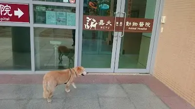 國立嘉義大學動物醫院