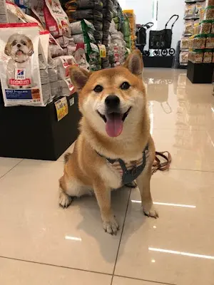 好狗運貓狗福利中心-嶺東店