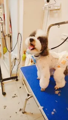 桑拿狗寵物生活館