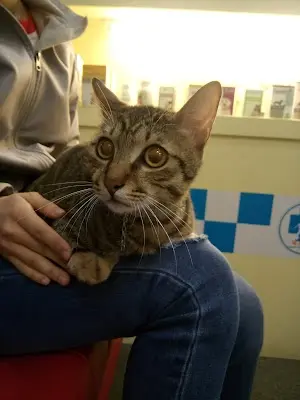 強森動物醫院