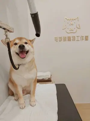 毛字號寵物工作室 南屯寵物美容