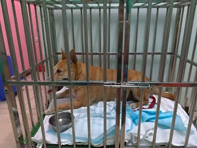 何康動物醫院