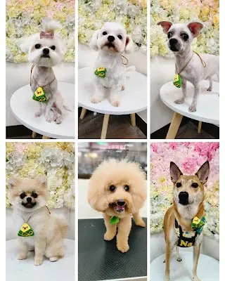 薇笑寵物美容Wei Shower Pet Salon