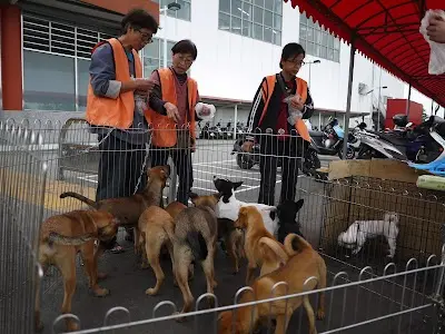 台灣樂活動物協會