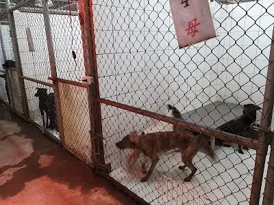 瑞芳動物之家