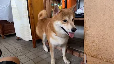 上揚動物醫院
