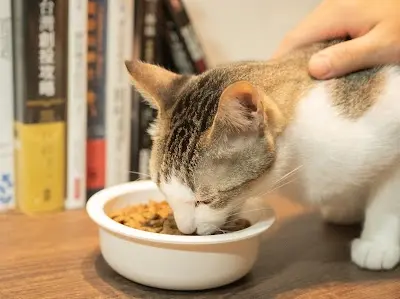 伴毛堂寵物養護專家【台中宅配貓飼料】大雅寵物食品｜貓咪飼料推薦｜毛孩用品｜寵物飼料
