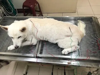 欣欣動物醫院